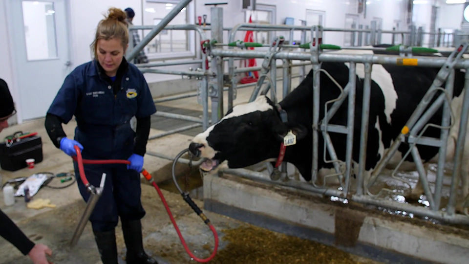 Stomach Pumping a Cow